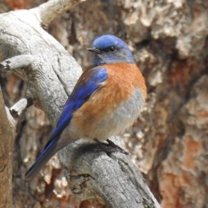 western bluebird on a branch, photo by Amy Atwell