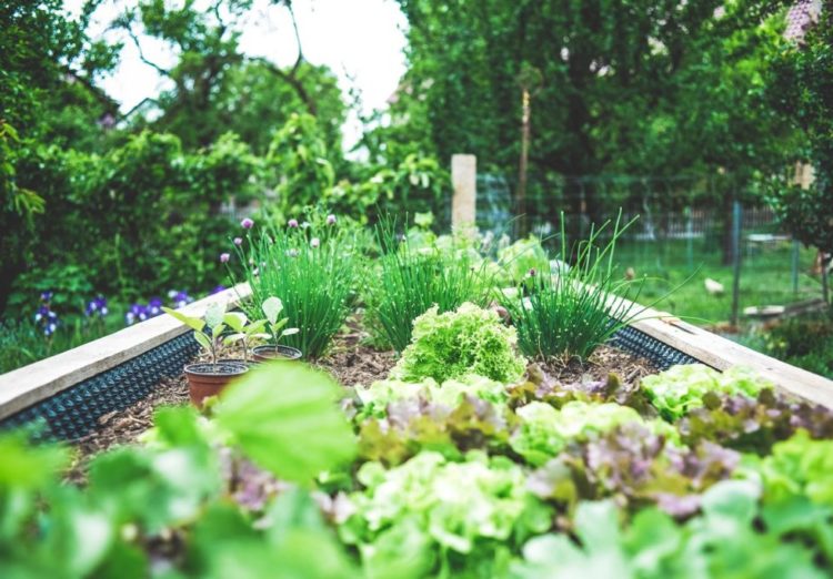 Colorado garden consultant